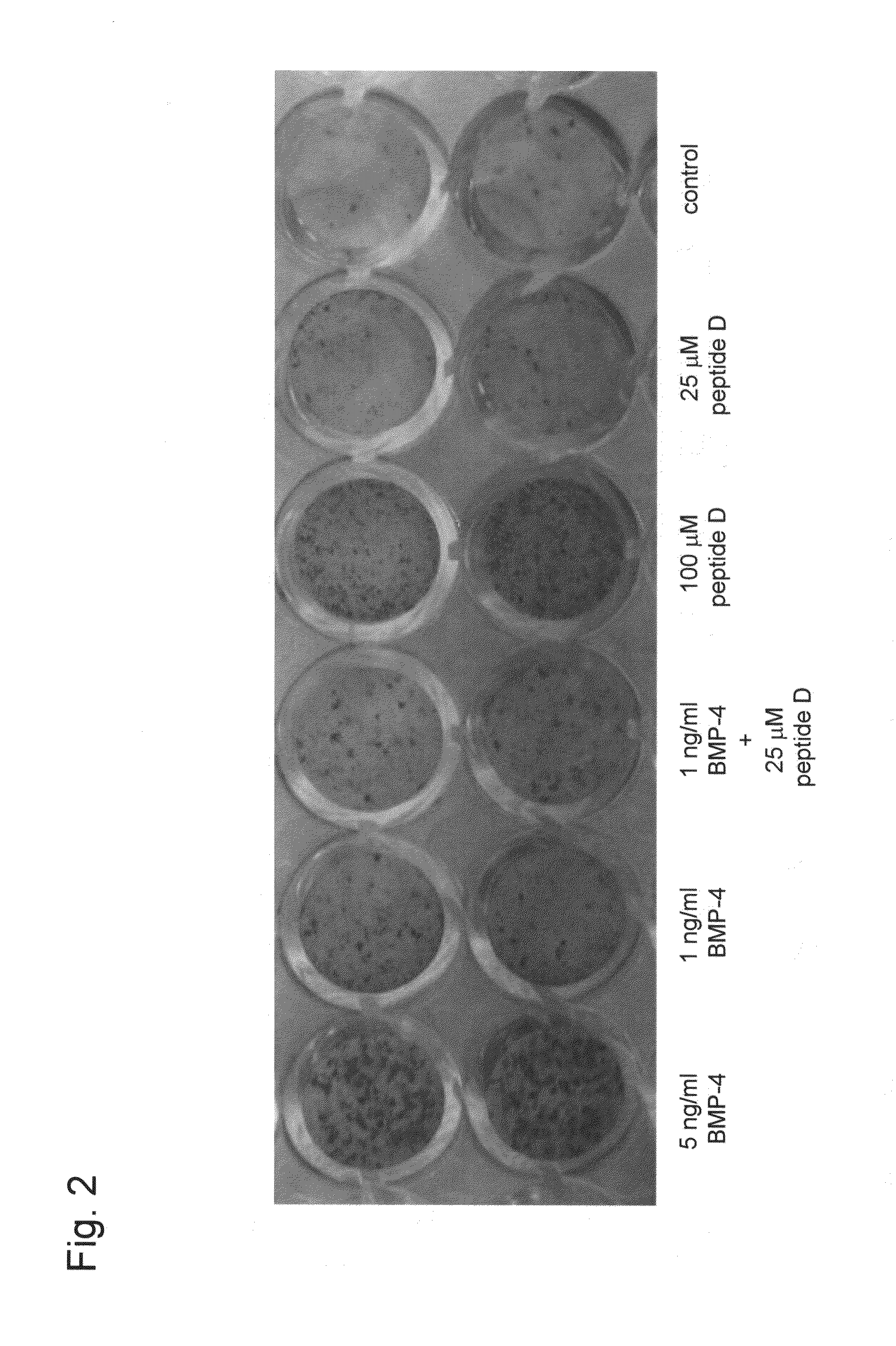 Novel inducer of chondrocyte proliferation and differentiation