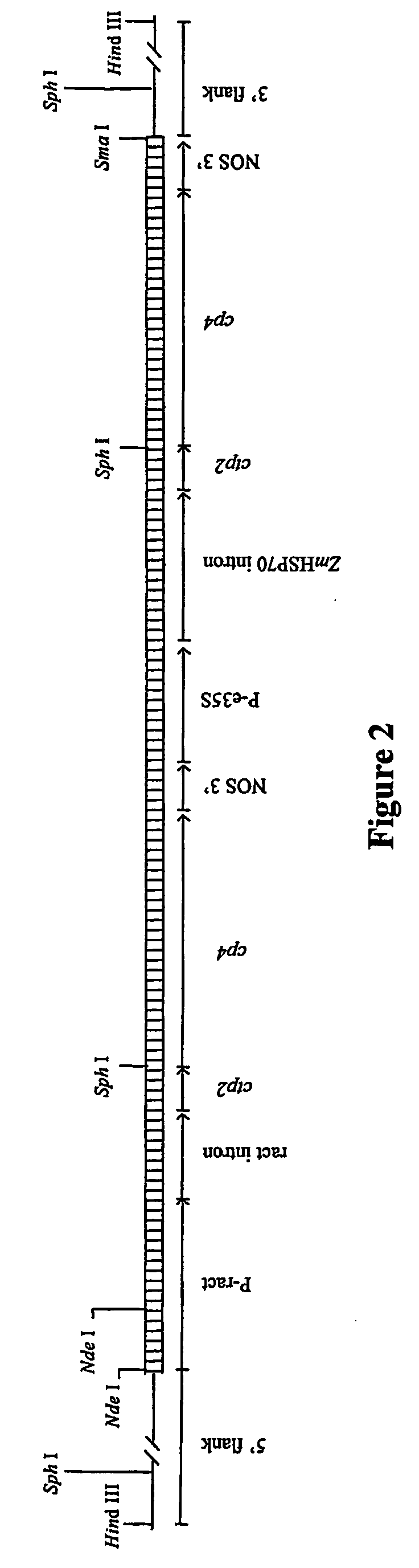 Bentgrass event asr-368 and compositions and methods for detection thereof