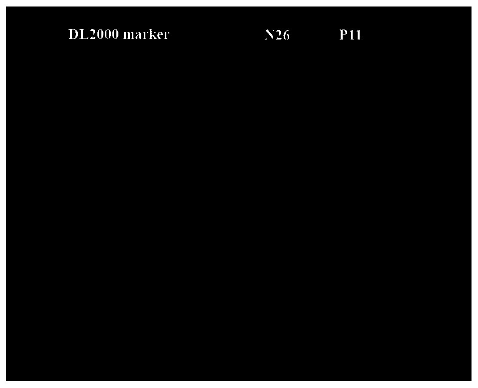 Biomarker of granulosa cells used for polycystic ovary syndrome (PCOS) diagnosis, and screening method and diagnostic kit thereof