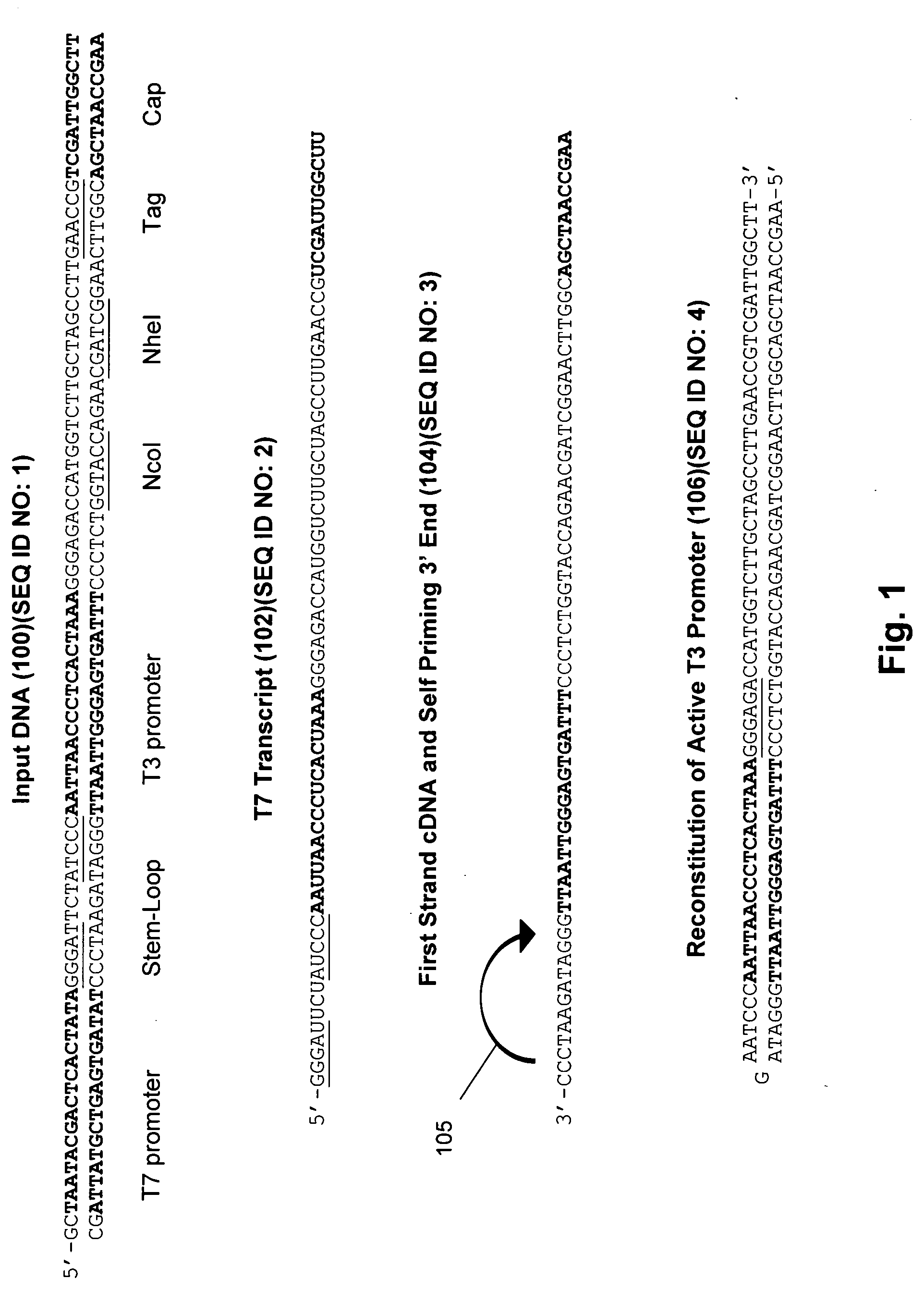 Isothermal DNA amplification