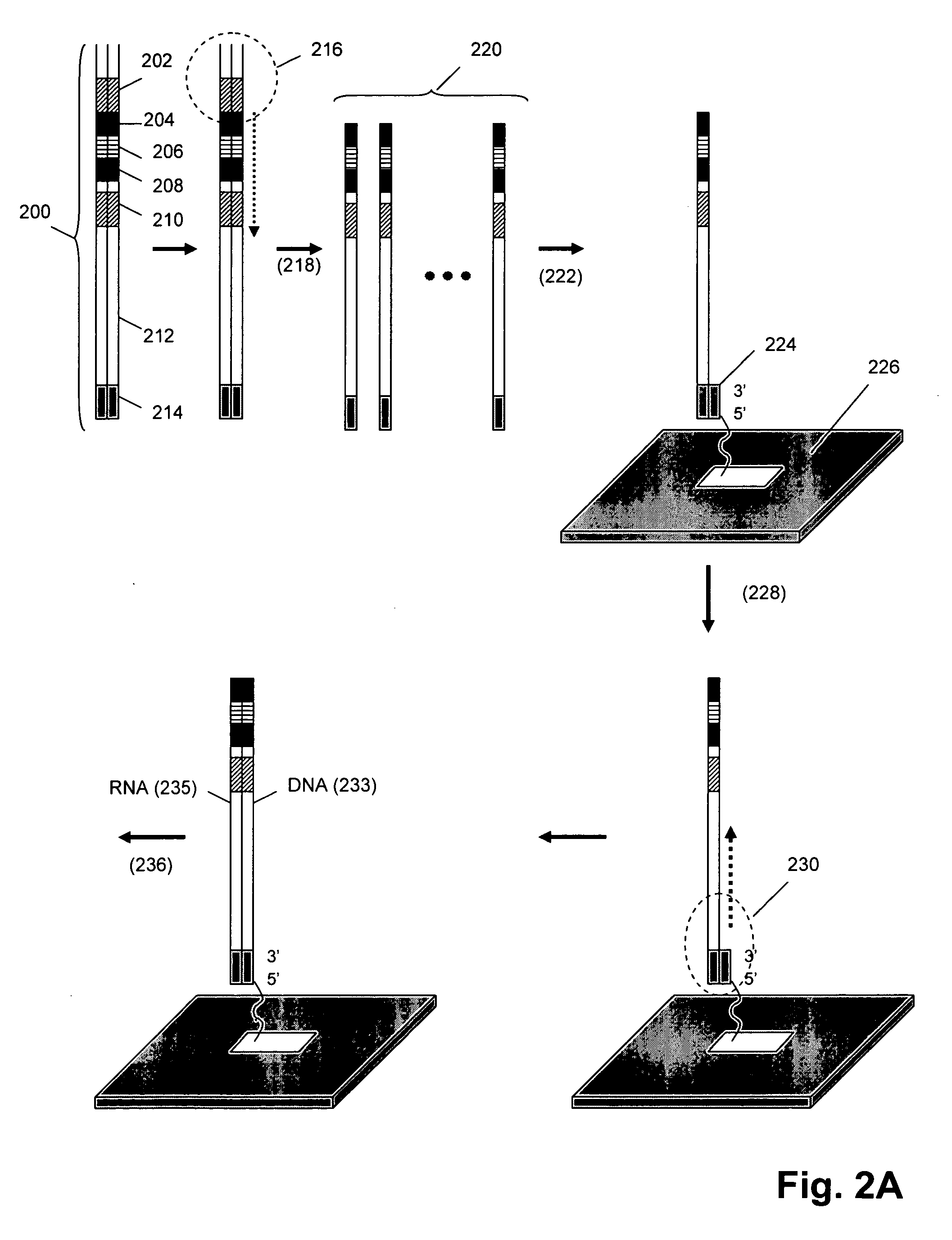 Isothermal DNA amplification