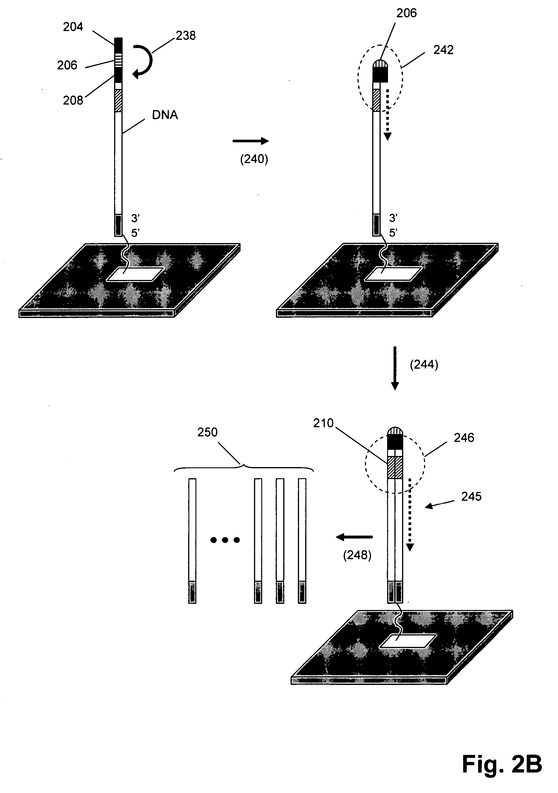 Isothermal DNA amplification