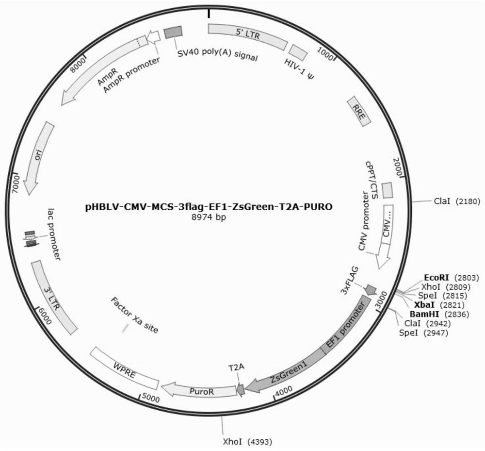 Application of miR-486-3p to preparation of product for treating neuroinflammation caused by SAH