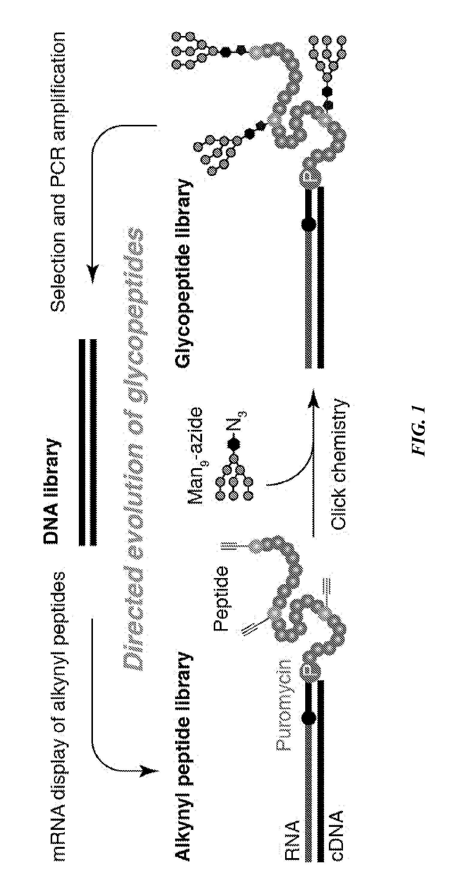 Directed evolution of multivalent glycopeptides that tightly bind to target proteins