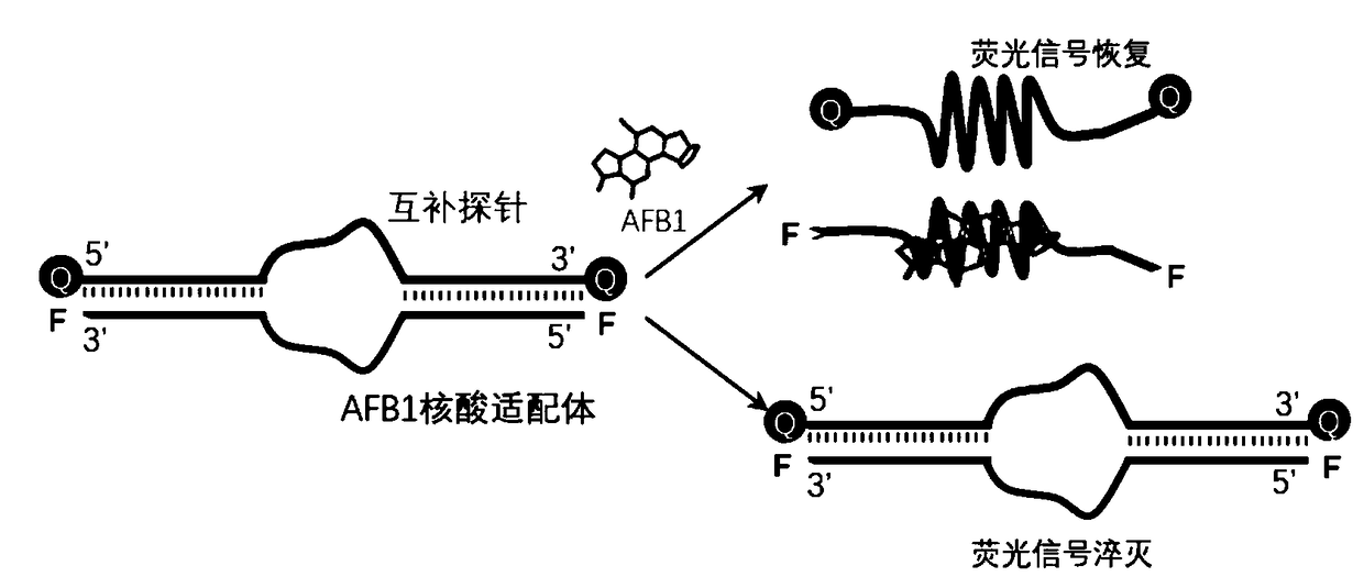 Dual-label rapid response nucleic acid adapter probe and method for detection of aflatoxin B1