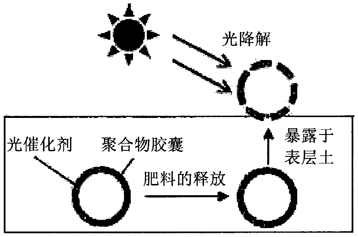 Controlled release fertilizer