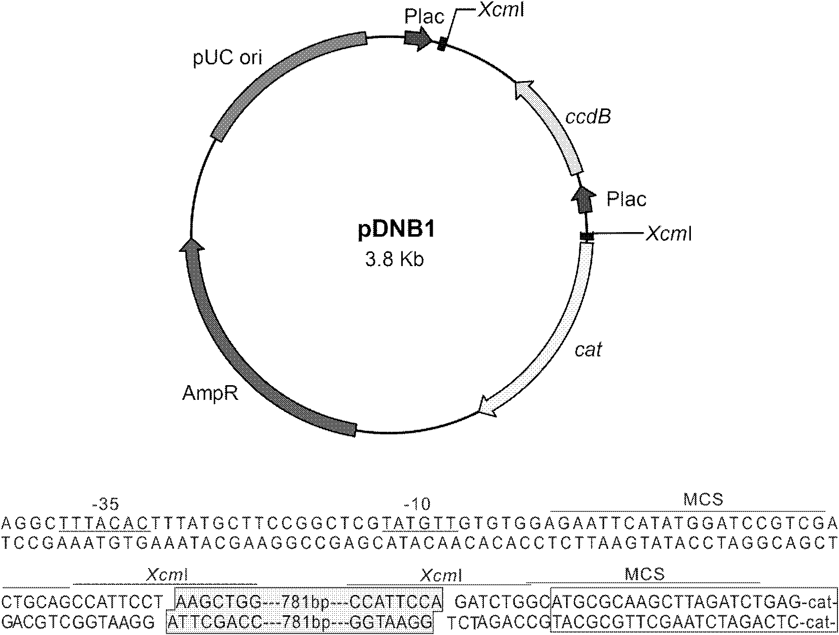 Vector for non-background directed cloning of PCR products, preparation method thereof and application thereof