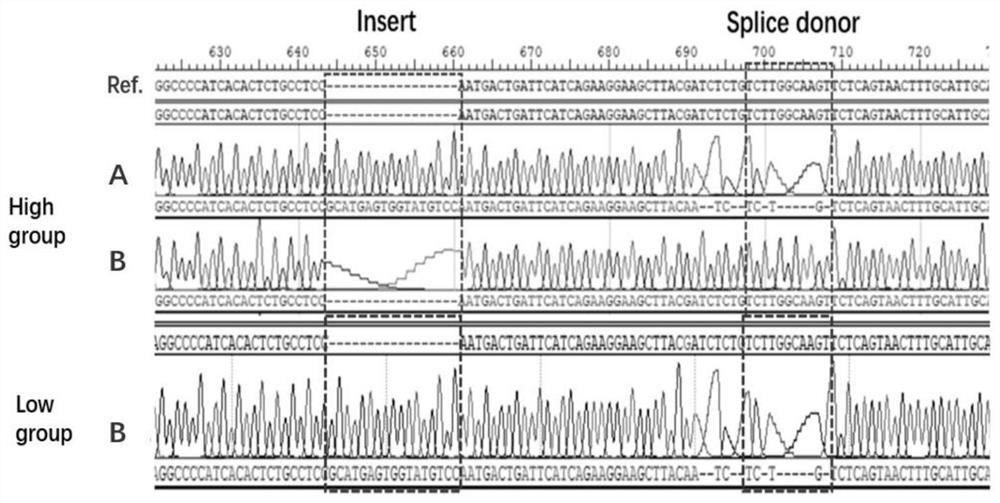 A molecular marker, detection method and application related to pig muscle fiber area and intramuscular fat content