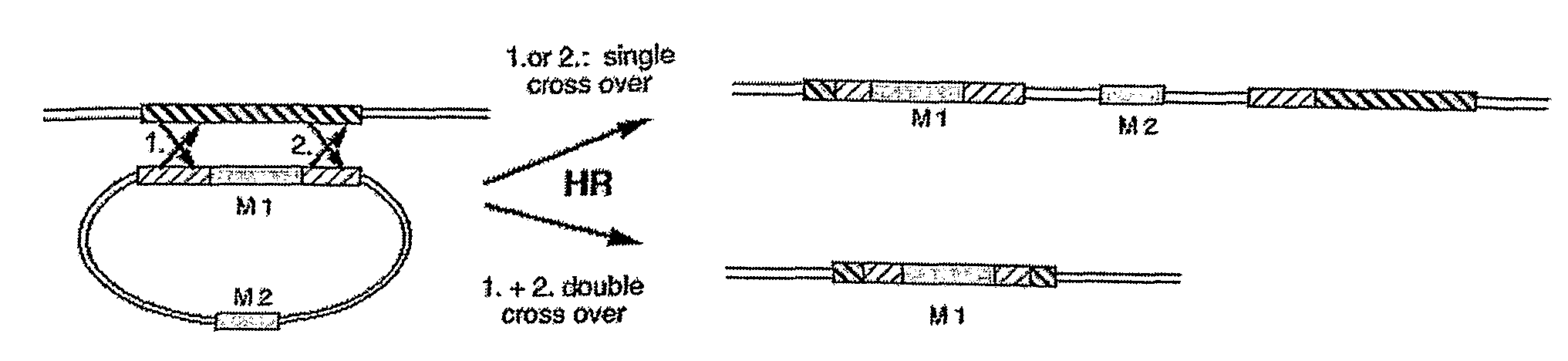 Method for Increasing the Ratio of Homologous to Non-Homologous Recombination