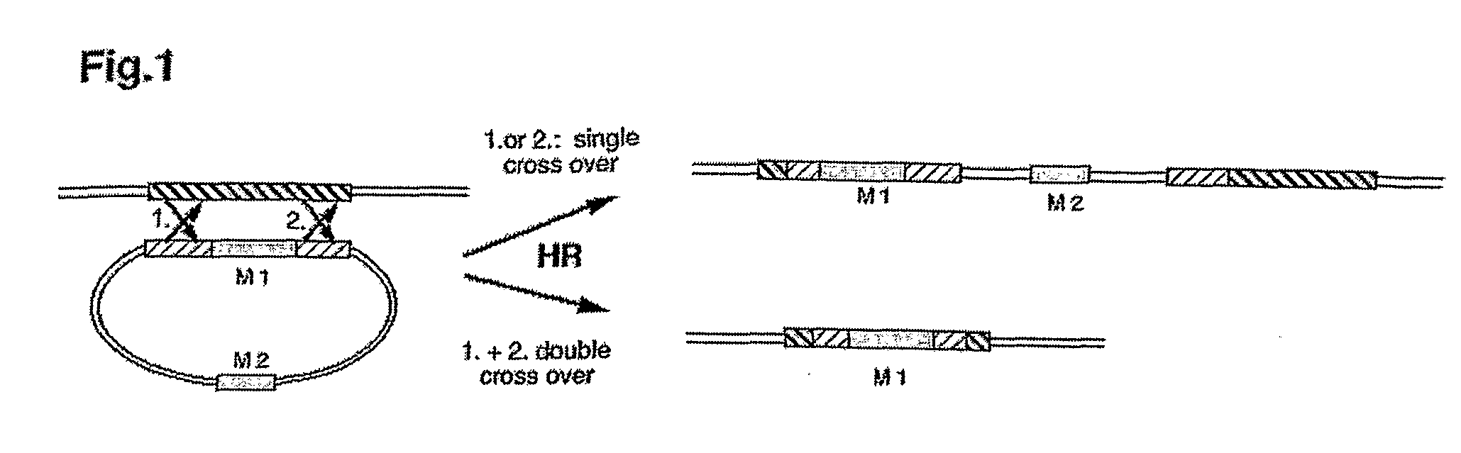 Method for Increasing the Ratio of Homologous to Non-Homologous Recombination