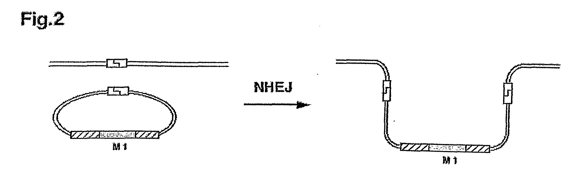 Method for Increasing the Ratio of Homologous to Non-Homologous Recombination