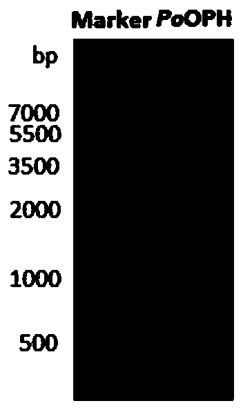 Organic phospholipid hydrolase, gene, recombinant expression transformant and application thereof