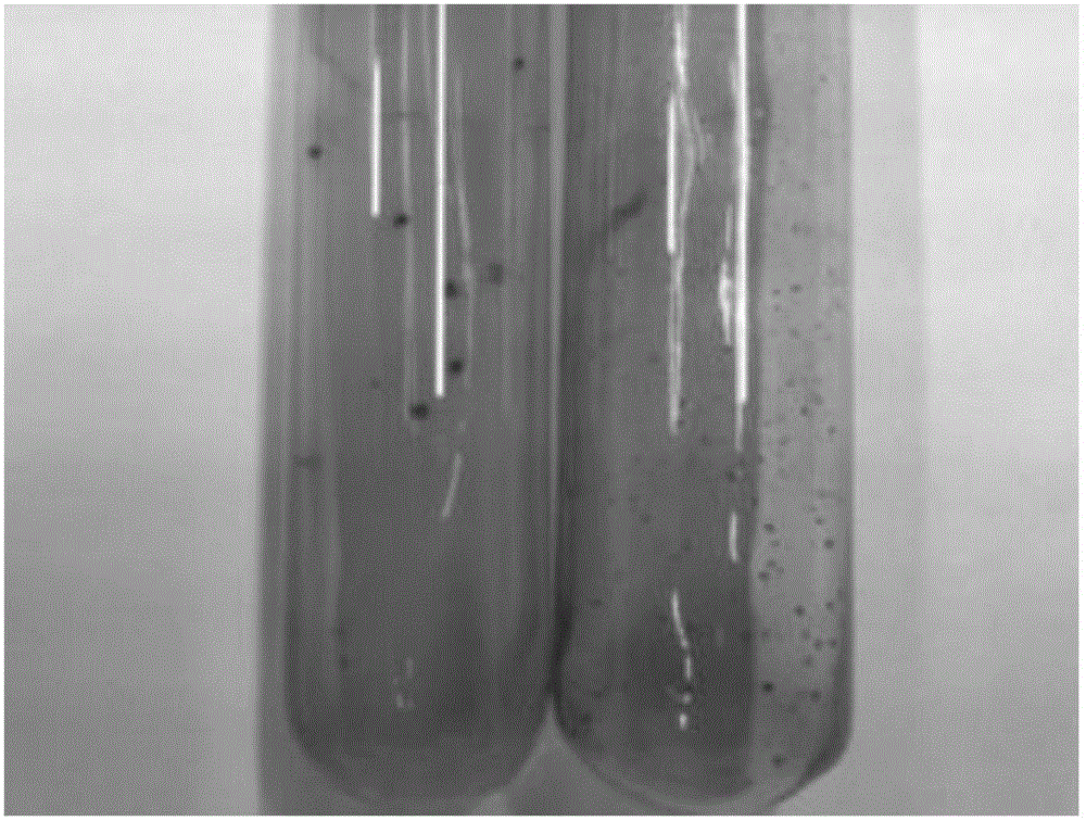 Dissimilatory iron reducing bacteria and application thereof