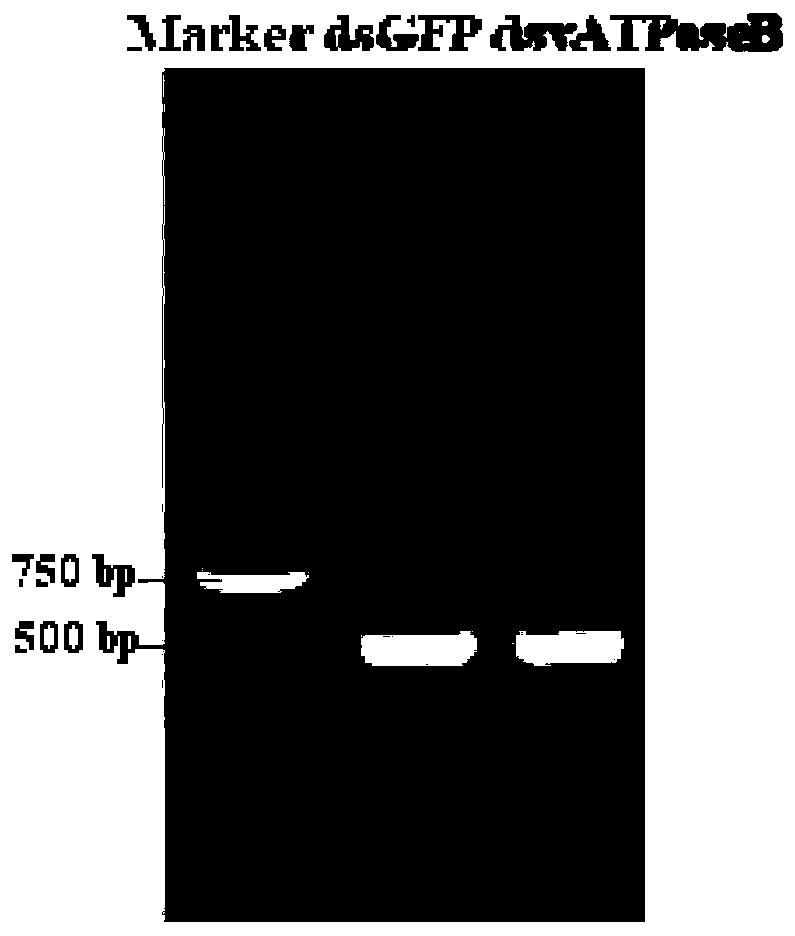 High-lethality gene vATPase B and application thereof to resisting henosepilachna vigintioctopunctata