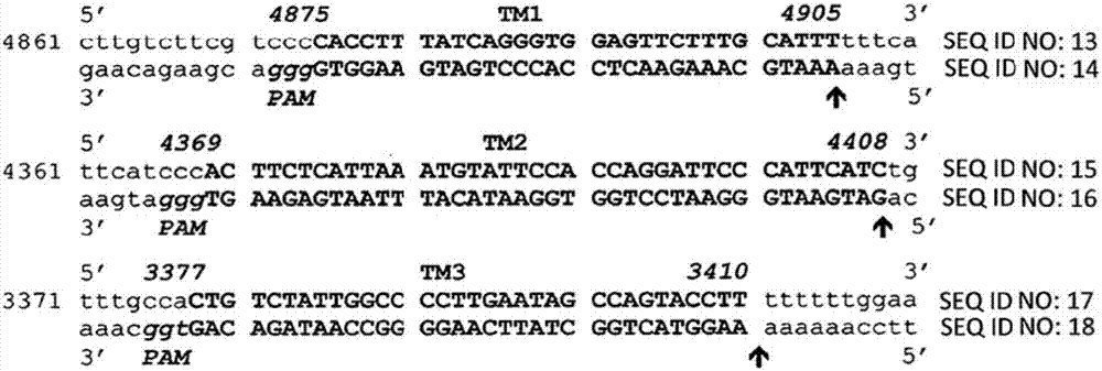 RNA guided eradication of human jc virus and other polyomaviruses