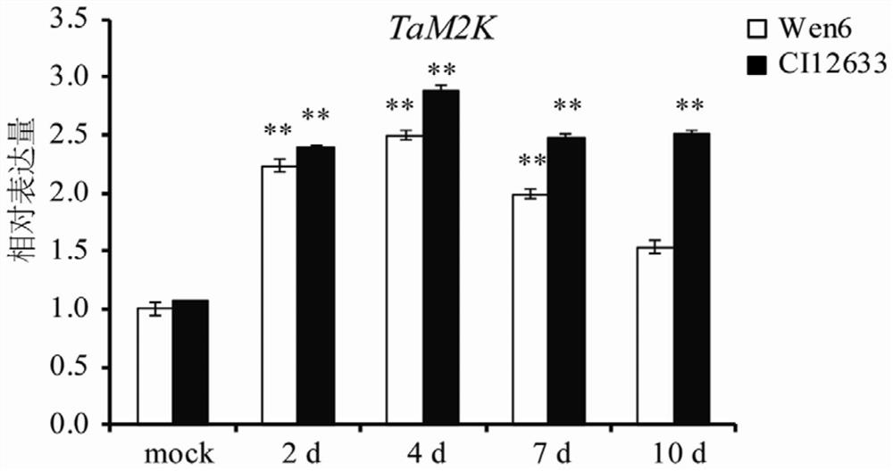 Breeding method of disease-resistant transgenic tam2k wheat and related biological materials