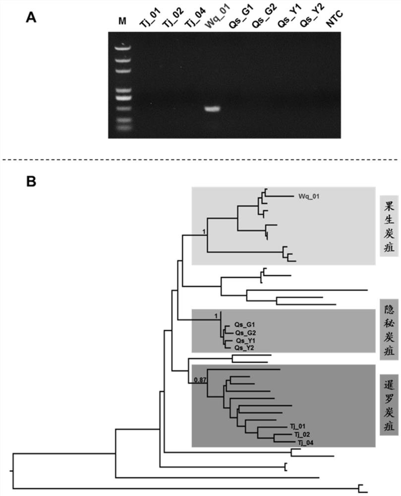 The Specific Gene Sequence of Fruit Anthracnose Bacteria and Its Application