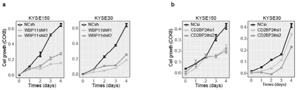 Application of reagent for inhibiting activity of protein kinase CLK in preparation of medicine for treating or improving esophageal squamous cell carcinoma