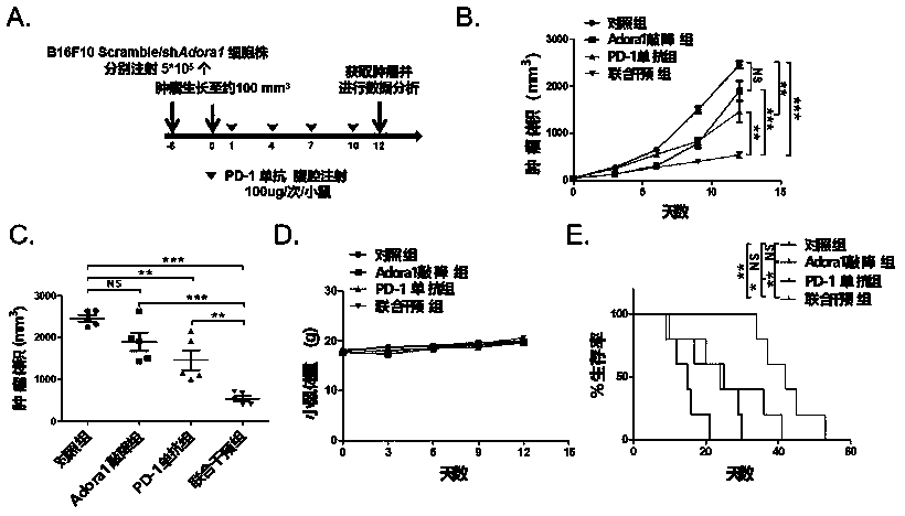 Application of ATF3 in preparation of PD-L1/PD-1 monoclonal antibody tumor immunotherapy drug