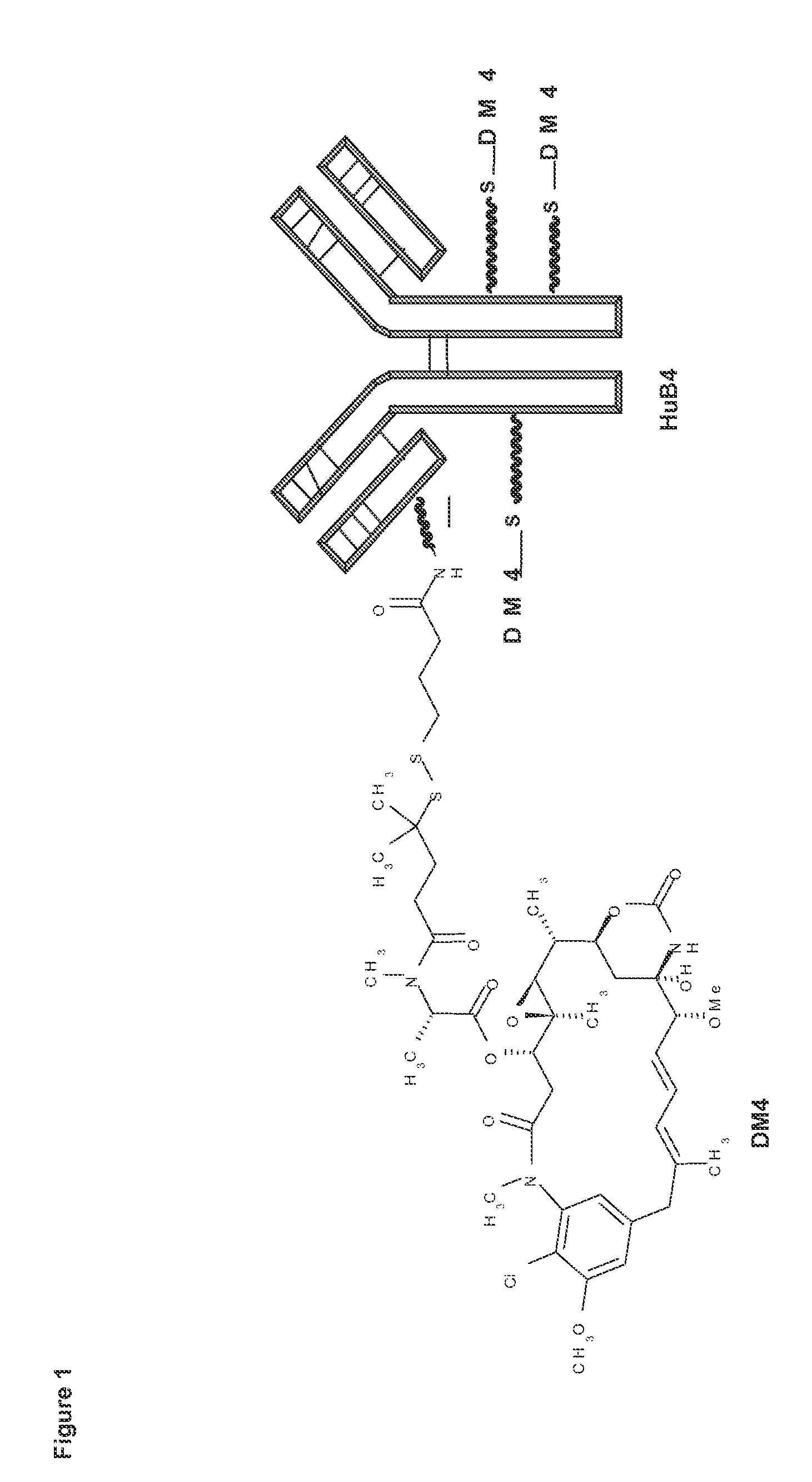 Combination therapy for the treatment of cd19+ b-cell malignancies symptoms comprising an Anti-cd1 maytansinoid immunoconjugate and rituzimab