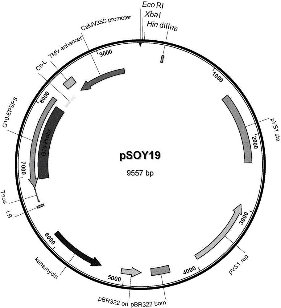 Transgenic soybean ZUTS-33 preparation method, detection and application