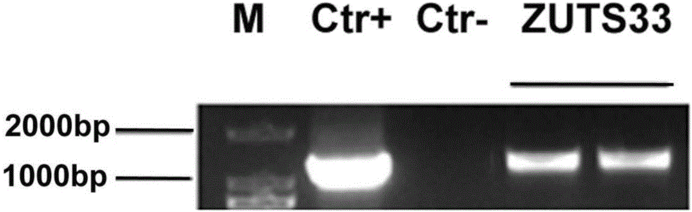 Transgenic soybean ZUTS-33 preparation method, detection and application