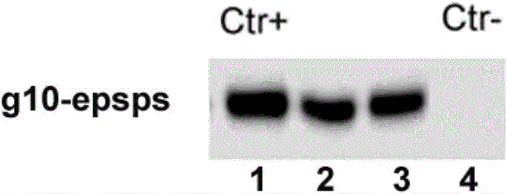 Transgenic soybean ZUTS-33 preparation method, detection and application