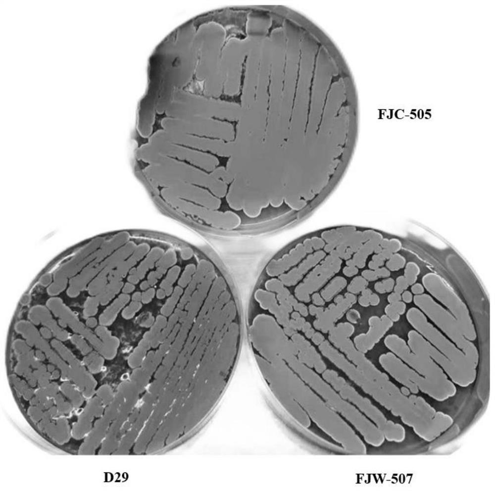 Streptomyces aureus and application thereof