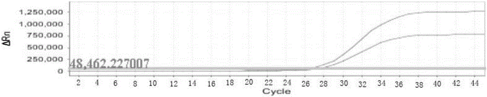 Kit for flavivirus quick typing and virus load detection