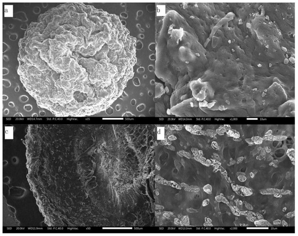 A kind of immobilized quorum induction quenching bacteria composite gel bead and its preparation method and application