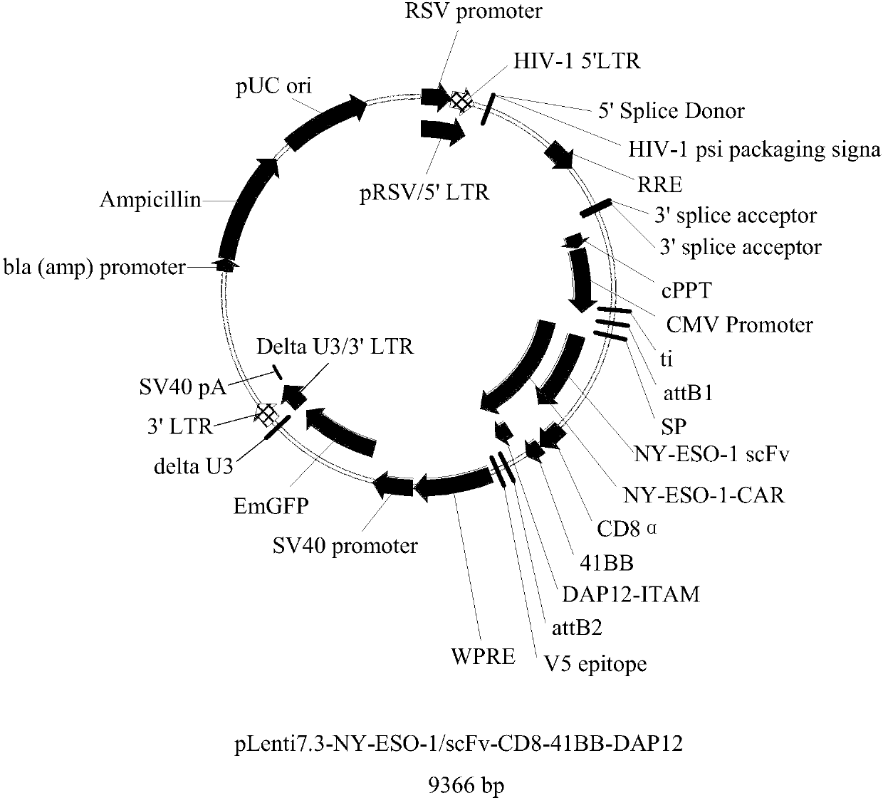 Natural killer cell modified by specific chimeric antigen receptor gene and preparation method and use thereof