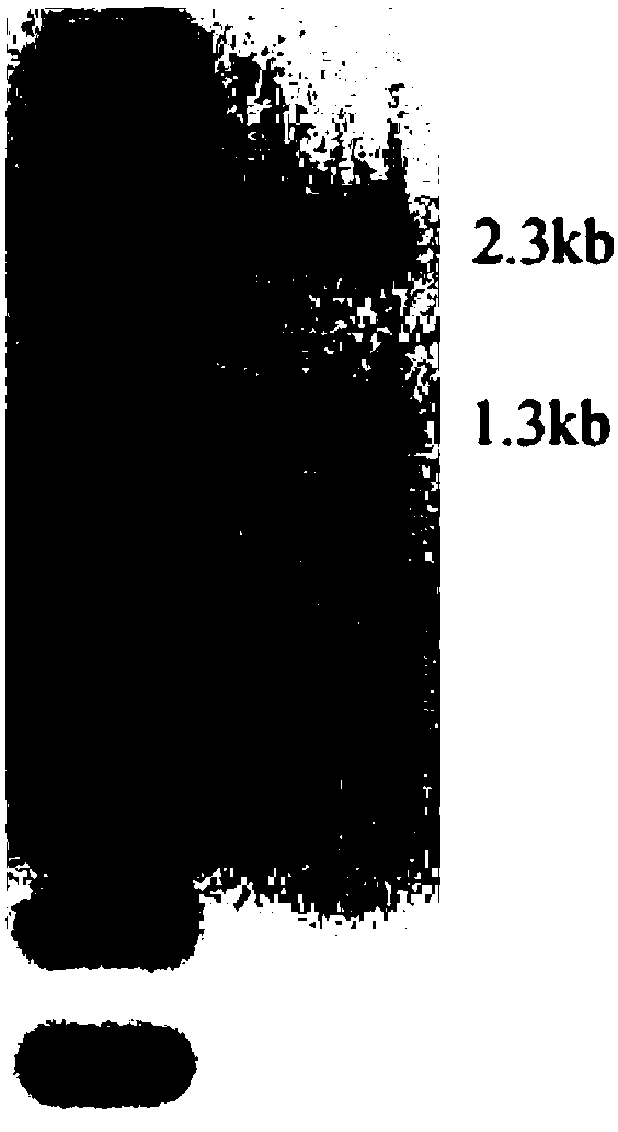 Natural killer cell modified by specific chimeric antigen receptor gene and preparation method and use thereof