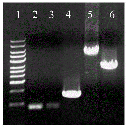 Type-A foot-and-mouth disease (FMD) marking vaccine and construction method thereof