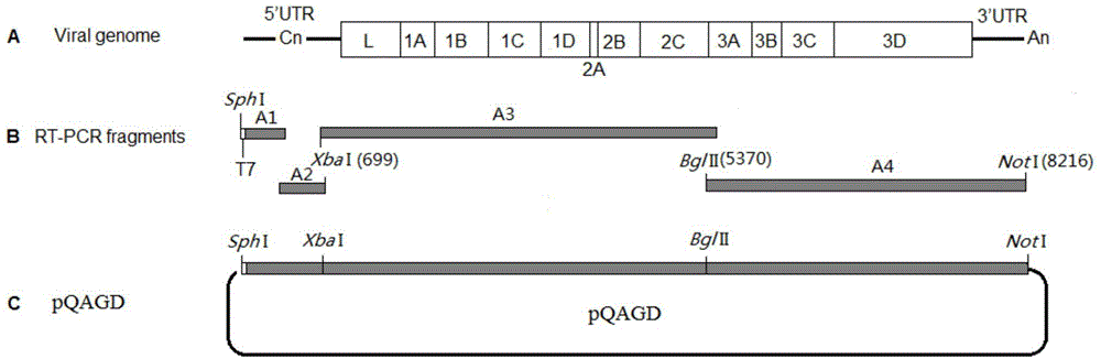 Type-A foot-and-mouth disease (FMD) marking vaccine and construction method thereof