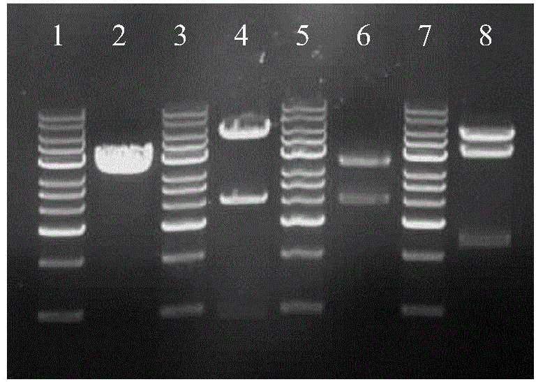 Type-A foot-and-mouth disease (FMD) marking vaccine and construction method thereof