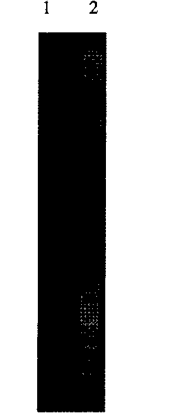 Method for detecting bovine viral diarrhea viruses as well as preparation method and use method of reverse transcription loop-mediated isothermal amplification (RT-LAMP) reaction kit