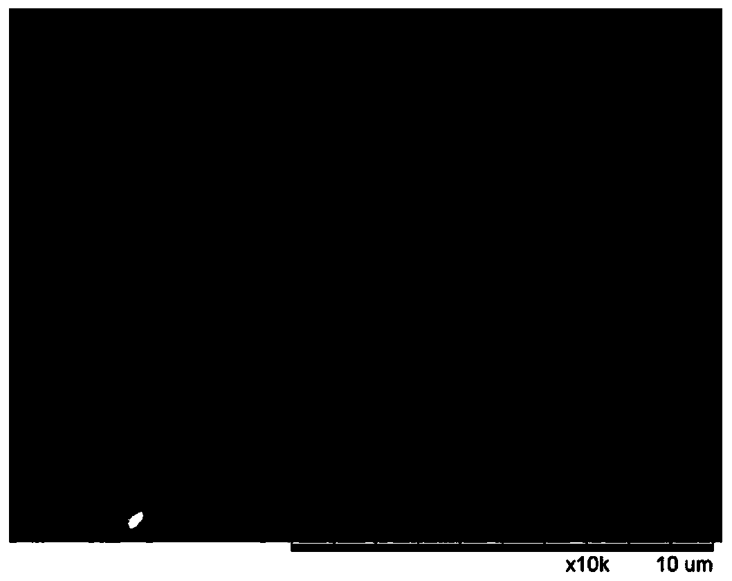 A kind of lysinic bacillus that degrades the sour and odorous matter of dairy cow manure and its application