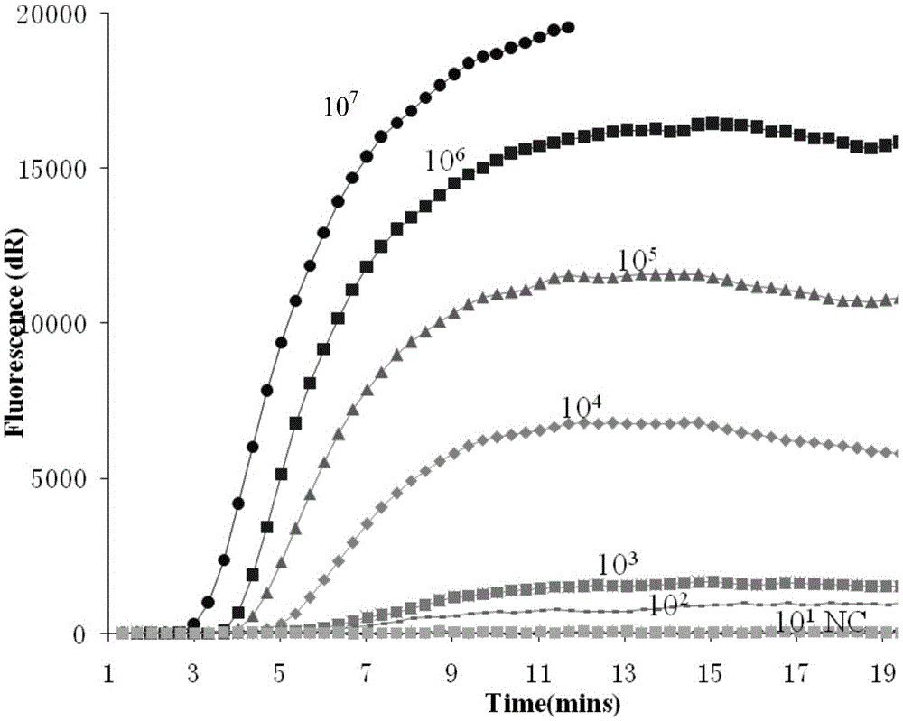 Real-time fluorescent RPA kit and test strip RPA kit for rapidly detecting capripoxvirus and application thereof