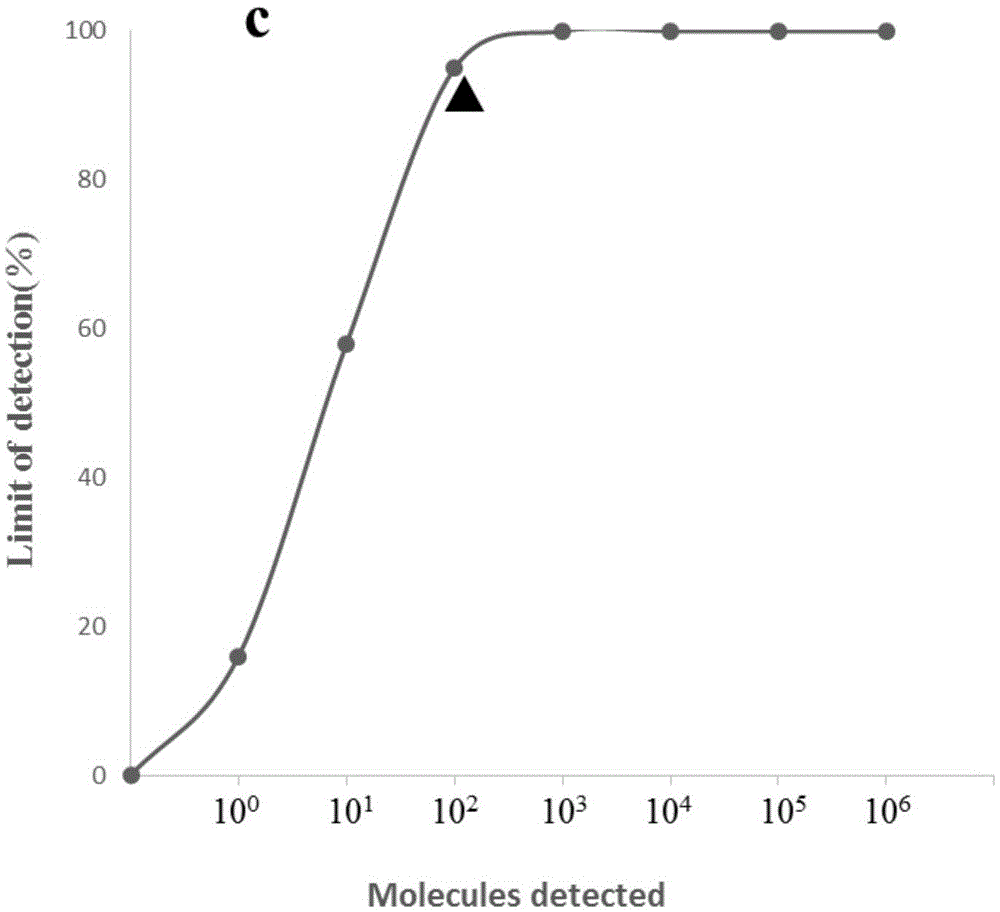 Real-time fluorescent RPA kit and test strip RPA kit for rapidly detecting capripoxvirus and application thereof