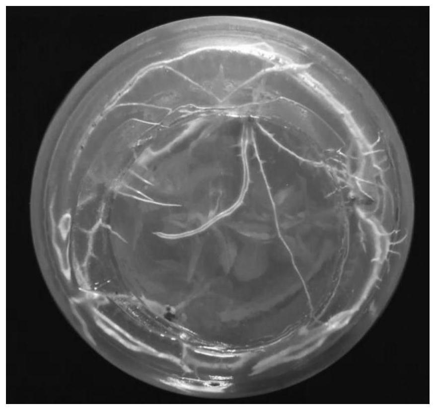 A method for tissue culture rapid propagation and in vitro preservation of chicken bone Changshan seedlings