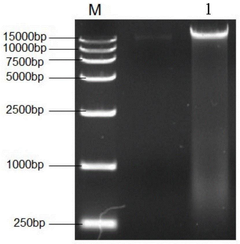 Neutral endoglucanase as well as encoding gene and application thereof