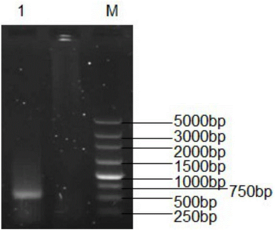 Neutral endoglucanase as well as encoding gene and application thereof