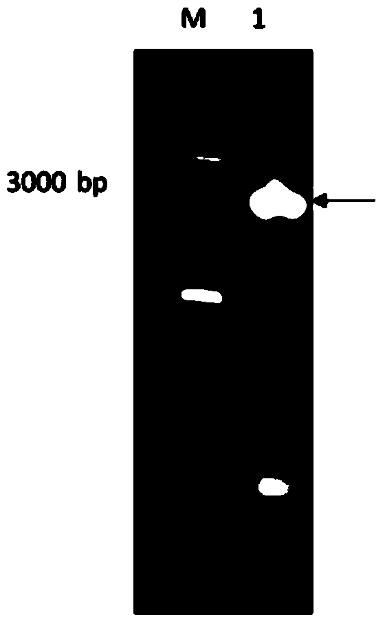 Method for preparing monosialotetra-hexosylganglioside (GM1) by applying recombinant sialidase converted gangliosides (GLS)