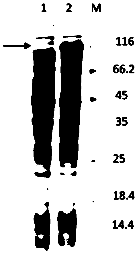 Method for preparing monosialotetra-hexosylganglioside (GM1) by applying recombinant sialidase converted gangliosides (GLS)