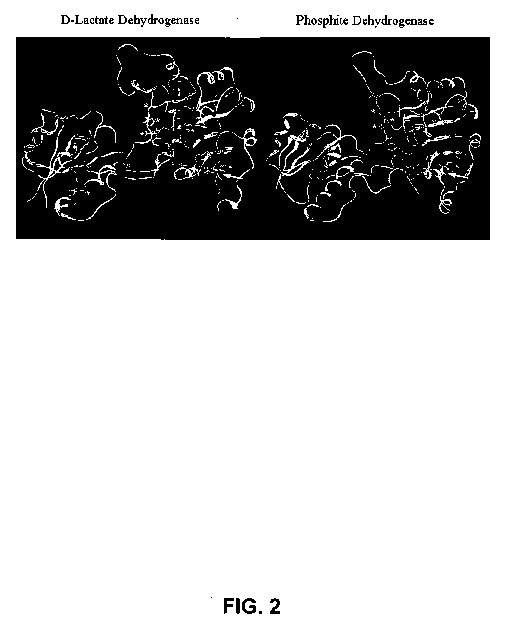 Phosphite dehydrogenase mutants for nicotinamide cofactor regeneration