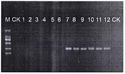 A method for obtaining rdna ITS2 sequence for identification of Tiepi Fengdou