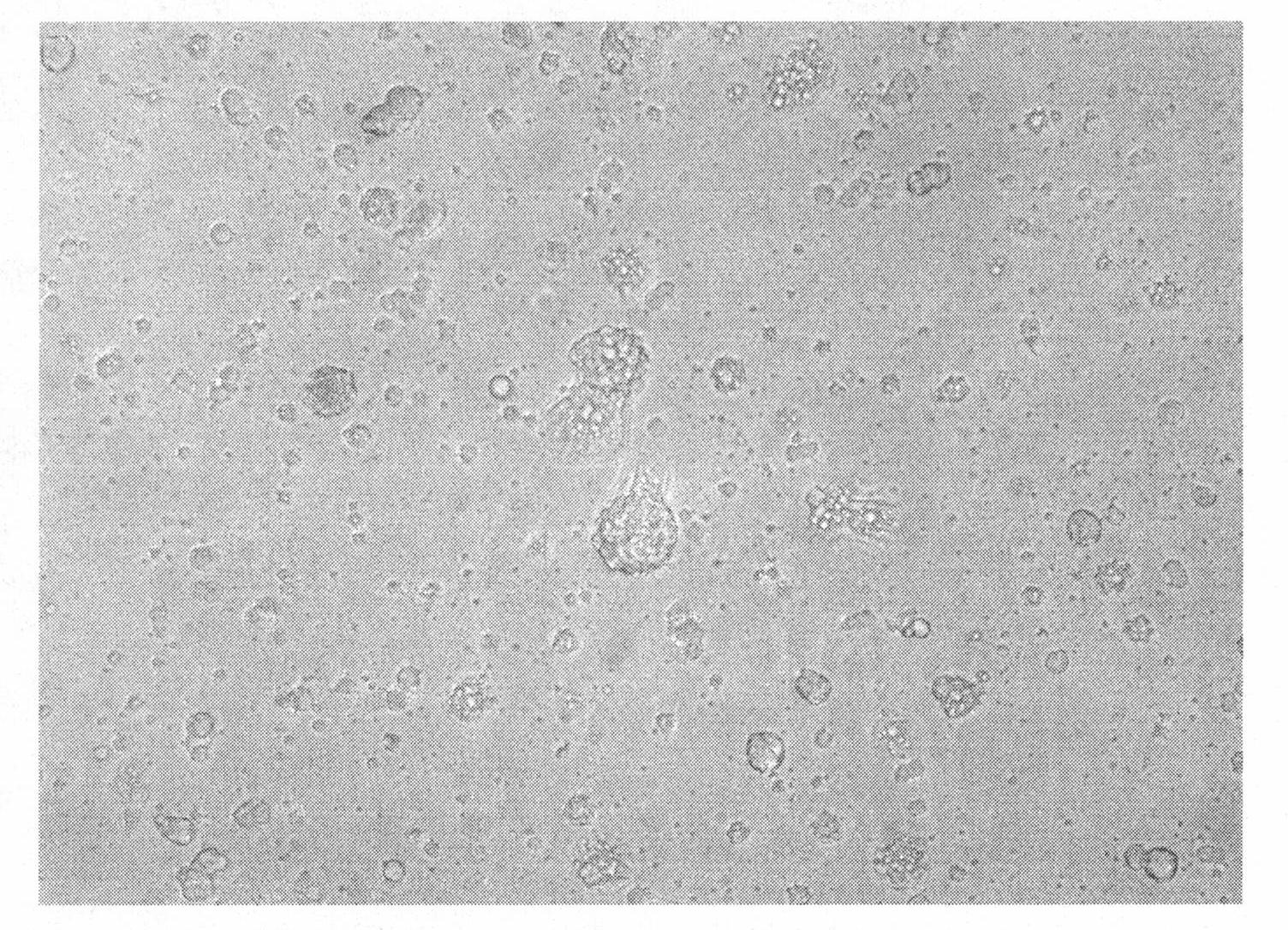 Tissue engineered cardiac muscle using OPF (Oligo(Poly(Ethylene Glycol) Fumarate) hydrogel as a carrier and preparation method thereof