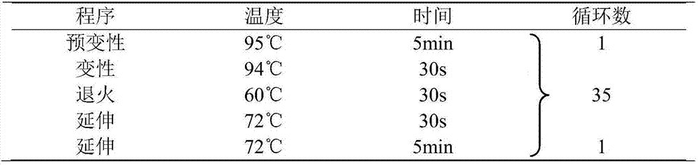 Polymorphism micro-satellite DNA molecular marker for deer and application of polymorphism micro-satellite DNA molecular marker