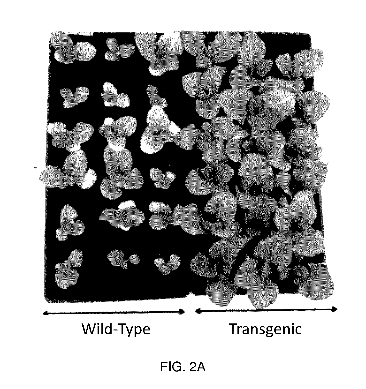 Methods And Materials For Producing Enhanced Sugar, Starch, Oil, And Cellulose Output Traits In Crop Plants