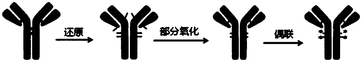 Bioconjugation method for IgG4 antibody